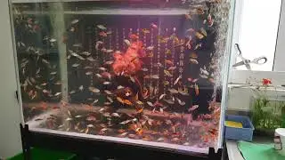 雷神紅龍 立鱗(2)