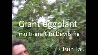 Giant eggplant multi-graft to Devils fig
