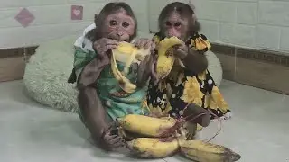 Две воришки Мими Куку украли мамин банан