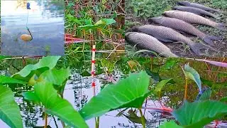 Hook fishing Technique | Rohu fishing Bait | Rohu fishing Technique | Singal Hook fishing Technique