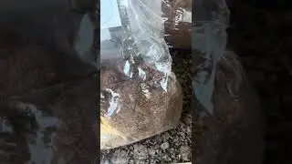 Grow Bags Update - New Seal and Break n Shake #mushroom #nature #diy #shroomers #sick