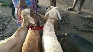 Today's market situation || Samayapuram sheep market!#shorts