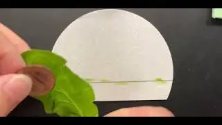 pigment transfer