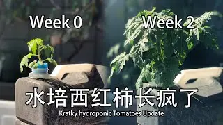 【Vlog】水培西红柿长疯了 Kratky Hydroponic Tomatoes Update 038