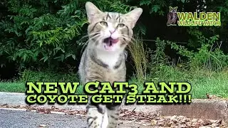 NewCat3 & Coyote Got Leftover T-Bone Treats!