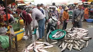 Morning Fish Market Scene @9 Kilometers - Plenty Alive Fish, Rural Fish, Seafood & More Selling Here