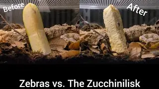 Isopod Timelapse! Zebras vs The Zucchinilisk