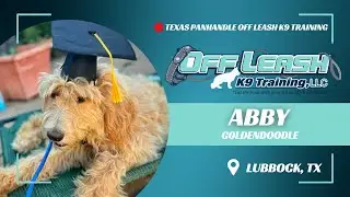 Abby, The 18 Week Old Golden Doodle | Best Dog Trainers in Lubbock, Texas
