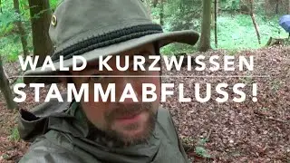 Wald-Kurzwissen: Stammabfluss!