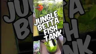 A Quick Update On My Jungle Betta Fish Tank! - (Planted Betta Aquarium)