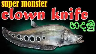 clown knife fish in sinhala/ super monster fish(Lakiya CS)