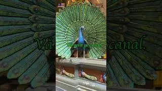 🇲🇾 Malaezia  Batu Caves #ladrumcuthea #travel #malaysia  #batucaves #live