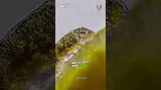 the most resilient animal in the world