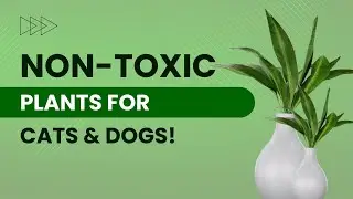 15 Pet-Friendly Houseplants Your Cats & Dogs Will Love 🌿🐾 | Easy, Non-Toxic Indoor Plants!