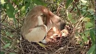 Yellow Bittern Feeding Babies | Baby Bird Eating Big Food