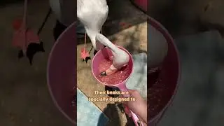 Why Flamingos Eat Upside Down! 🦩🤯
