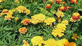 Plant Diseases Exposed: Stop the Silent Garden Killers Today!