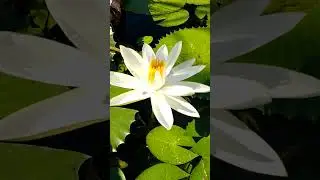 Tem algo dentro desta flor do meio. #ninfeia