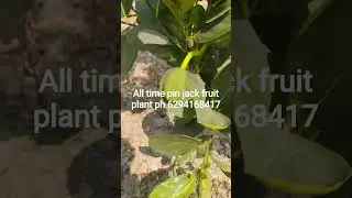 All time pin jack fruit plant ph..6294168417#fruit#nature #gruden #gardening #jackfruit #farming