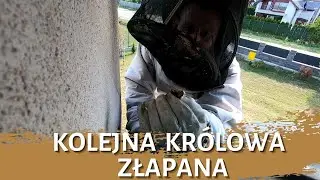 Kolejna królowa złapana - usuwanie gniazda - likwidacja gniazda - gniazdo szerszeni - szerszenie