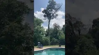 Dangerously Huge Oak Tree getting cut down