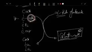 Transamination Reaction