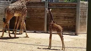Zoo Houston Texas USA #houston #zoo #mariepanic 2017 no.18 Giraffes Baby Giraffe