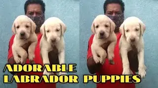 Pune dog market | Pune Dog Kennel - dog Shop | Pune dog sale | Pune dog breeders | Pune Dog Seller |