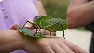 Top 10 des plus grands insectes du monde