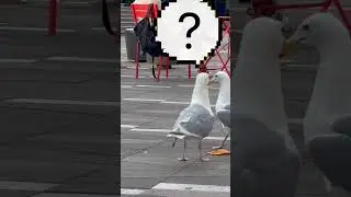 Just for fun! A Day in the Life of Pigeons: Fighting for Food and Daily Routines! #pigeon #teambird