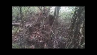 Bigfoot Sounds Snarls Growls Outbursts Sasquatch Photos Squatch Audio Indiana March 2021