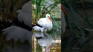 Storks are large, long-legged, long-necked wading birds with long, stout bills. #stork #pet #birds