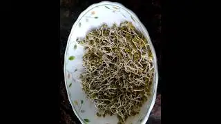 Healthy Green gram sprouts |how to make sprouts | protein rich | easy sprouts making