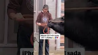 Sada jhota baliye ❤️#trending #viral #explore #animals #desi #village #bull #youtubeshorts #short