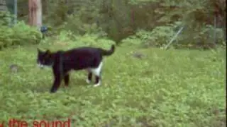 Test of ultrasonic cat repellent