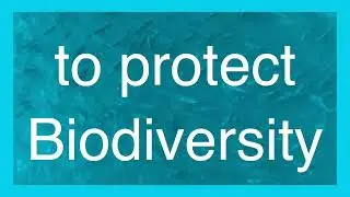 IFC Explained: How Biodiversity Finance Can Unlock $10 Trillion and 395 Million Jobs