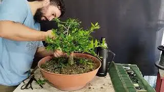 LN T5E16 Anacahuita. Poda de Formación y Algo de Alambrado. Blepharocalyx salicifolius