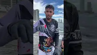 Así se sacan los ostiones en playas de Mazatlán Sinaloa 
