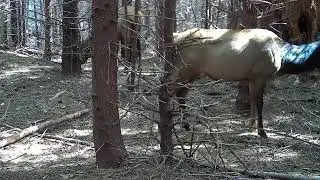 Roosevelt elk - Oregon Coast Range