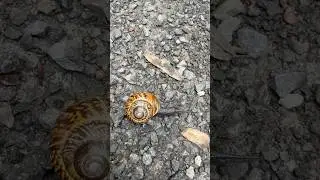 #germany #hanover #hannover #tiergarten #tiergartenhannover #snails #snailshorts #snailsofyoutube
