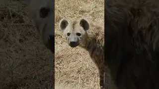 👉 A gentle hyena 😍 So close, so curious! #Hyena #SafariLife #nature  #wildlife   #world100stories