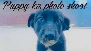 Puppy 🐶 ka photo shoot morning ma
