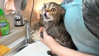쪼꼬미 시절 버둥버둥 목욕하는 고양이 (재편집)