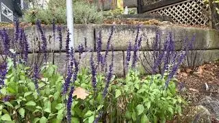Longest Blooming Annual in My Garden - Rockin' Playing the Blues Salvia