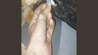 My Dog got weed