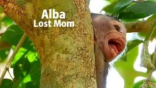 Where Mommy !! Poor Alba cry so sad lost mom | Alba cry break sound call mom back groom her.