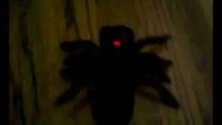 kid gets attack by a taranchula