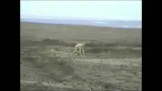 Wild Wolf Dominance Behavior,  Ellesmere 8 July 2009