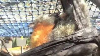 Bat giving birth to her baby.