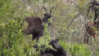 Изучая природу 3D 2012 Experience Nature